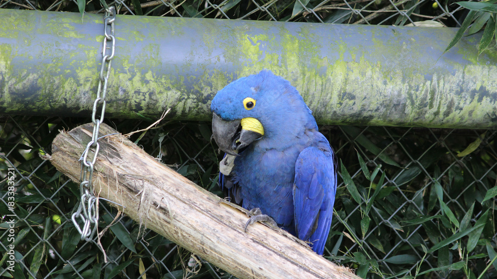 Obraz premium Hyacinth macaw