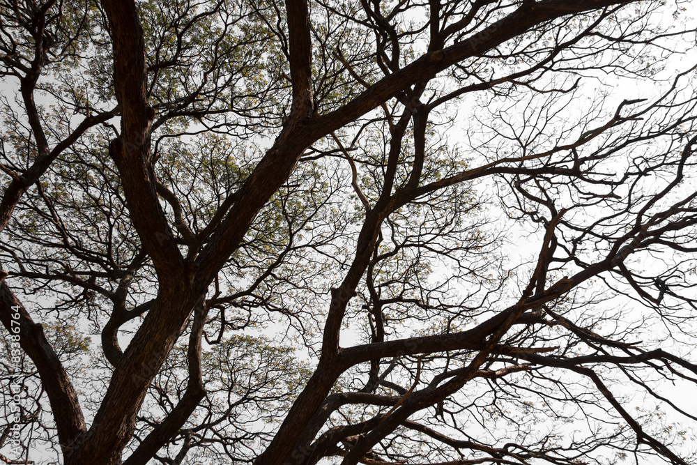 Branching off. Organic Branching off. Organic