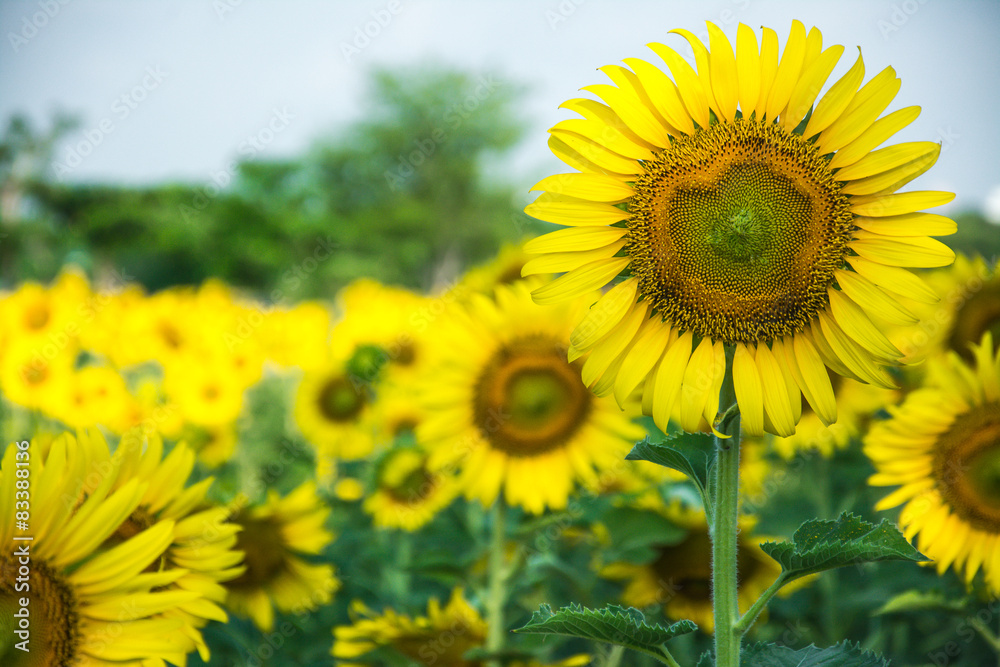 Fototapeta premium sunflowers