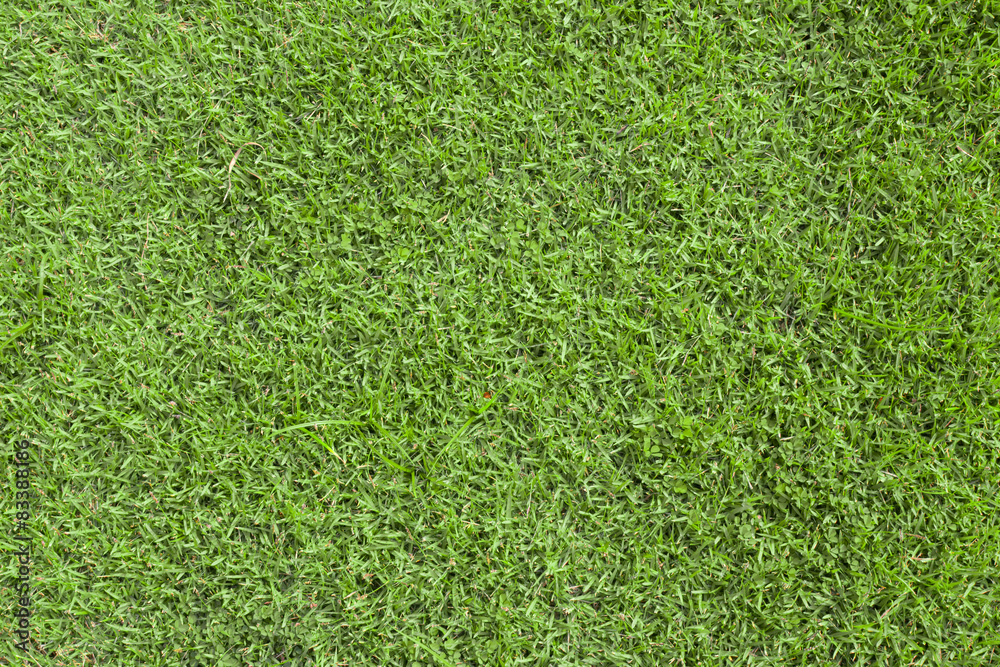 Fototapeta premium green grass texture