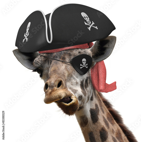 Funny animal picture of a cool giraffe wearing a pirate hat