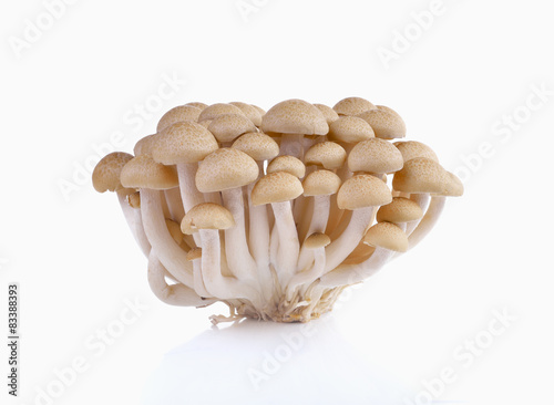 Bunch of brown beech mushrooms