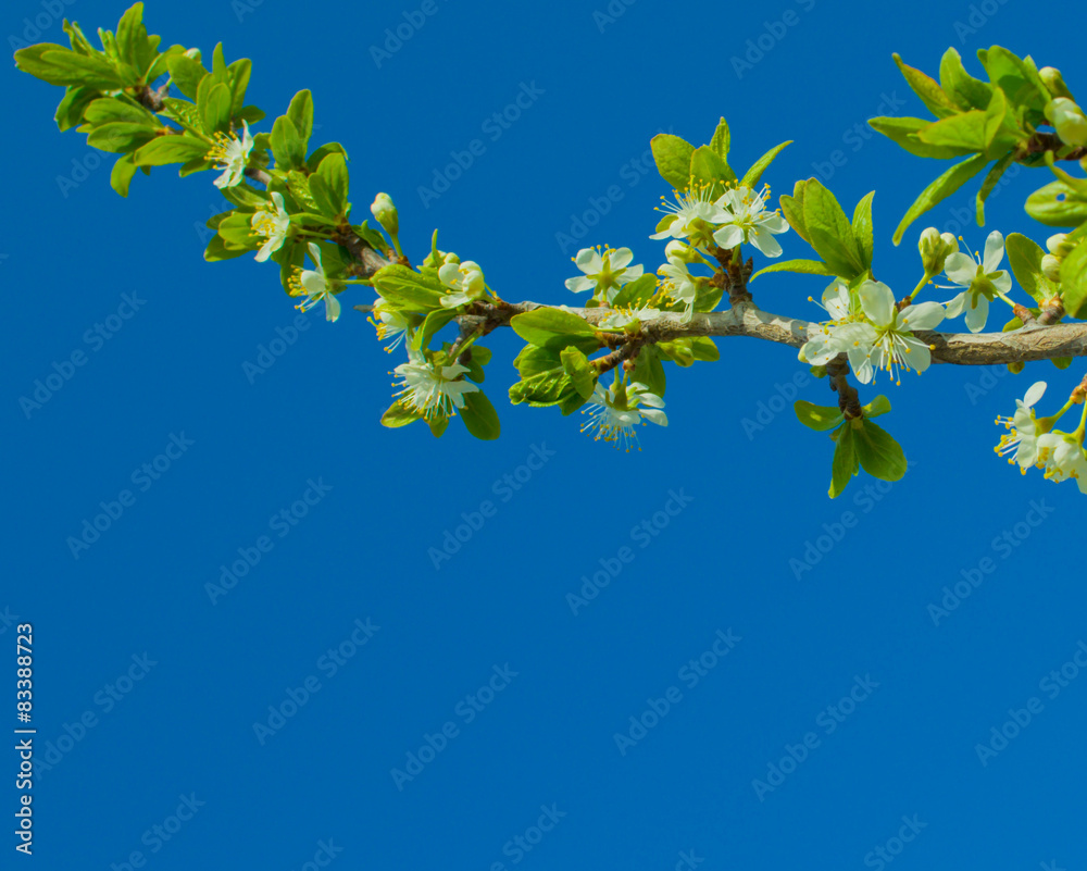 
cherry blossoms against the blue sky