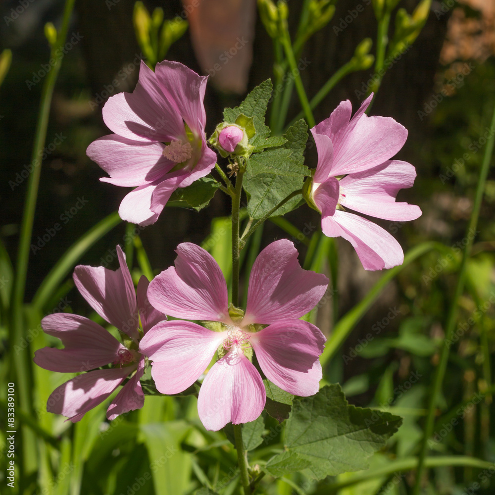 Obraz premium Blooming Malva sylvestris