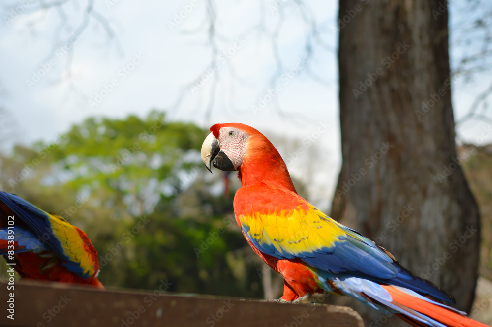 Obraz premium Macaw parrots come for feeding to ruins of Copan