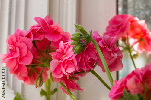 Fototapeta Naklejka Na Ścianę i Meble -  Closeup of Pelargonium hortorum