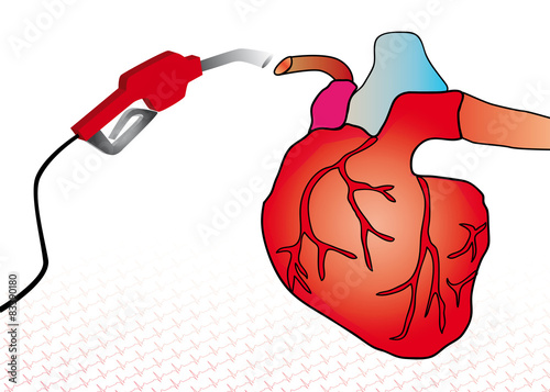 système cardiovasculaire