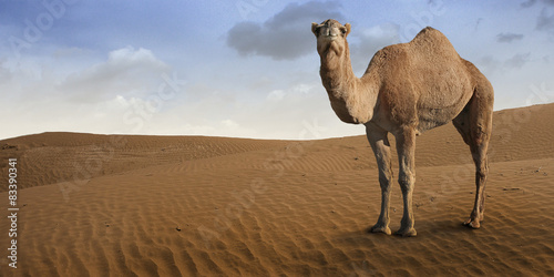 Foto Camel standing in front of the desert.