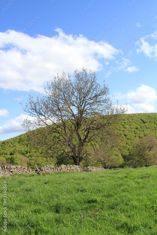 solo dans l'Aubrac solo dans l'Aubrac