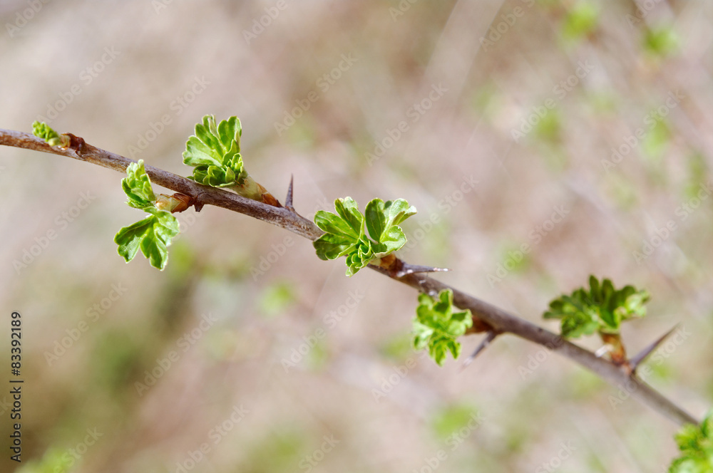 Young Leaf gooseberry Young Leaf gooseberry