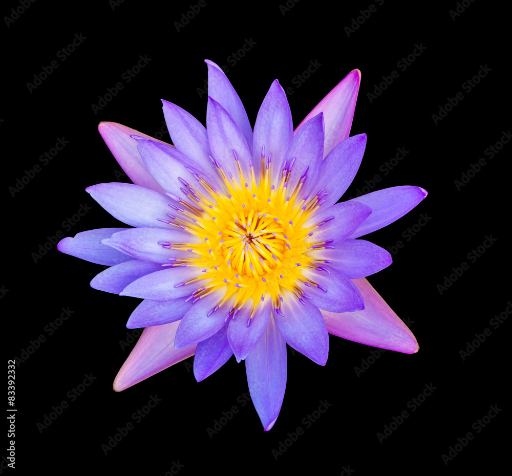 Pink lotus flower on black background