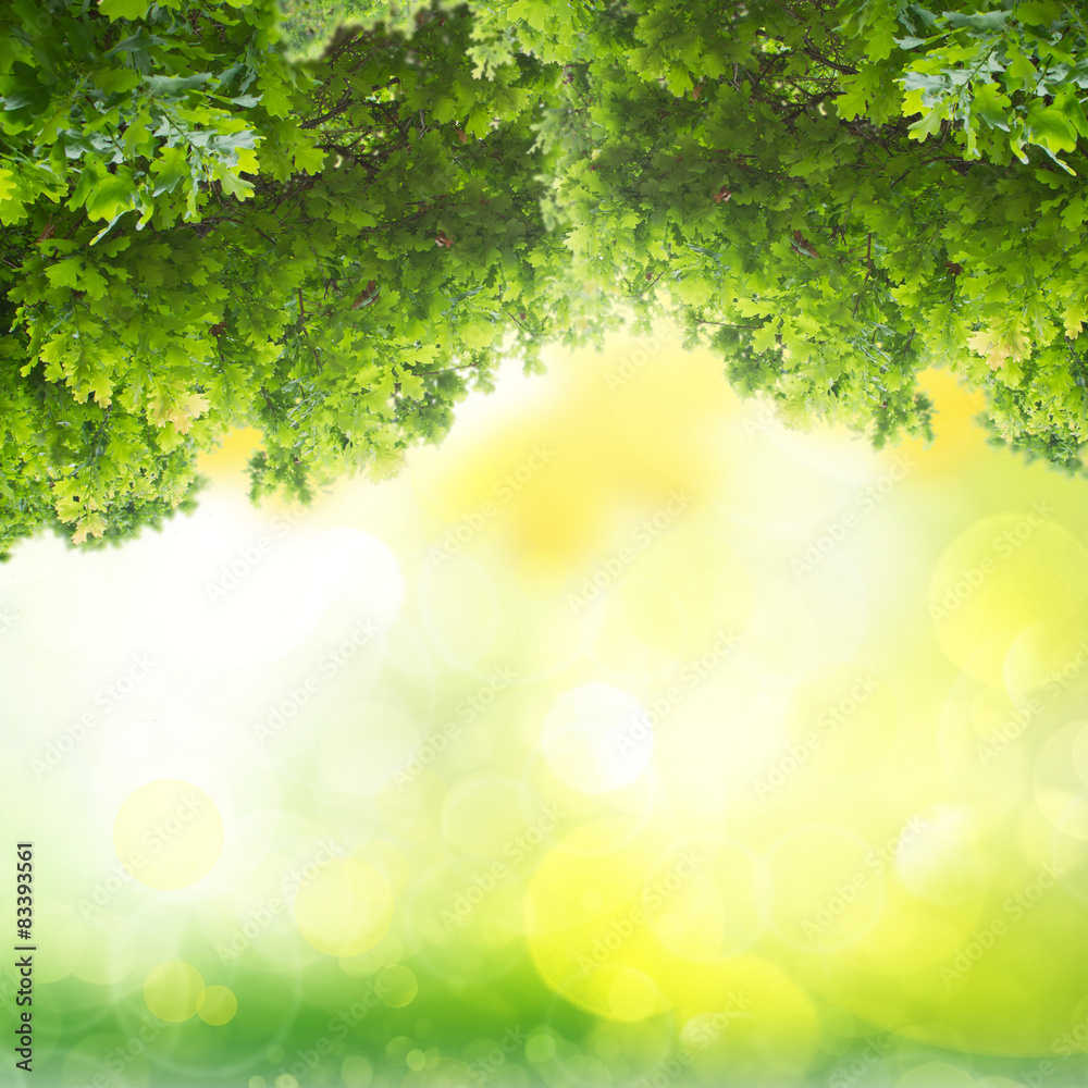 Fototapeta premium green oak leaves 