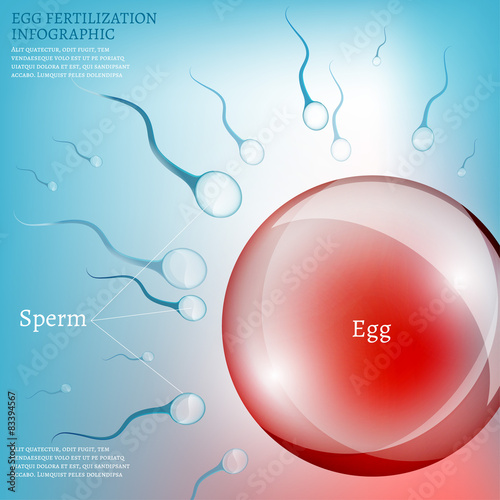Egg Fertilization