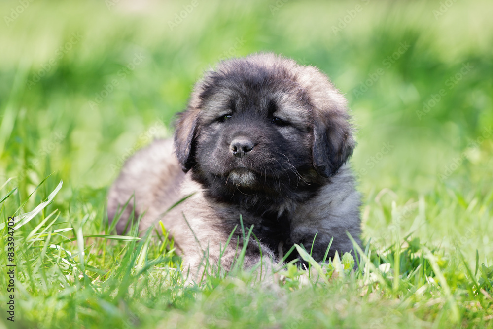 adorable fluffy grey puppy adorable fluffy grey puppy