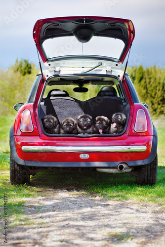 group of puppies in a car trunk