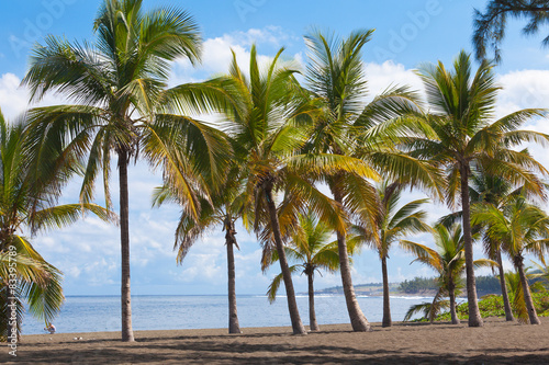 cocotiers sur plage de l'Etang-Salé-les-Bains, Réunion 