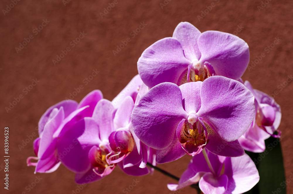 Orchidaceae Orchidaceae