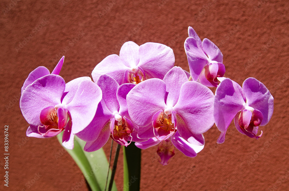 Obraz premium Orchidaceae