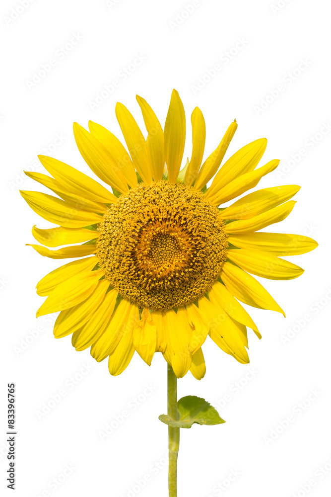Fototapeta premium Sunflower plant isolated