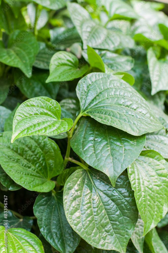 Wild Betel Leafbush , Piper sarmentosum Roxb