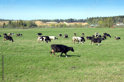 Rural landscape with cows on meadow in summer day