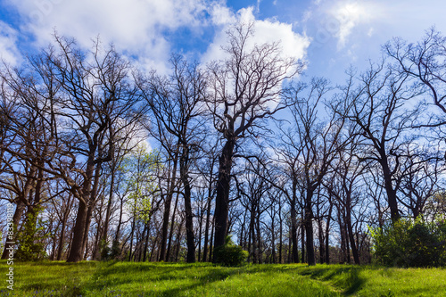 landscape oak grove © Olexandr