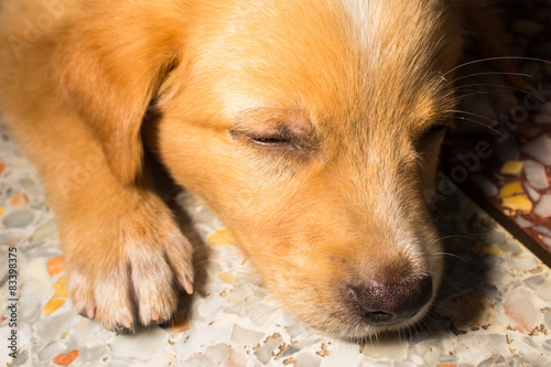 puppy portrait close-up cute dog dozing on floor