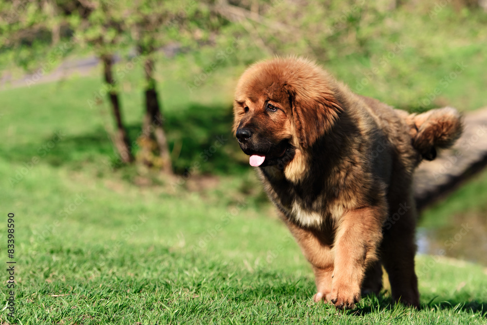 Fototapeta premium Tibetan Mastiff puppy