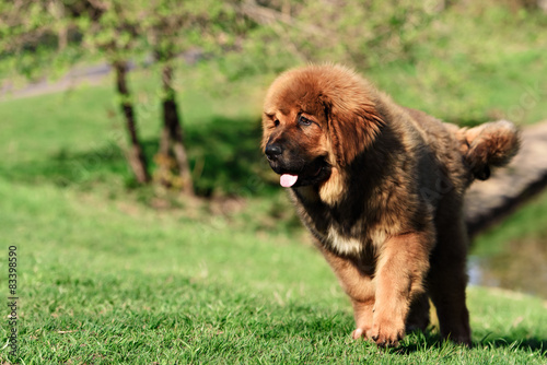 Fototapeta Naklejka Na Ścianę i Meble -  Tibetan Mastiff puppy