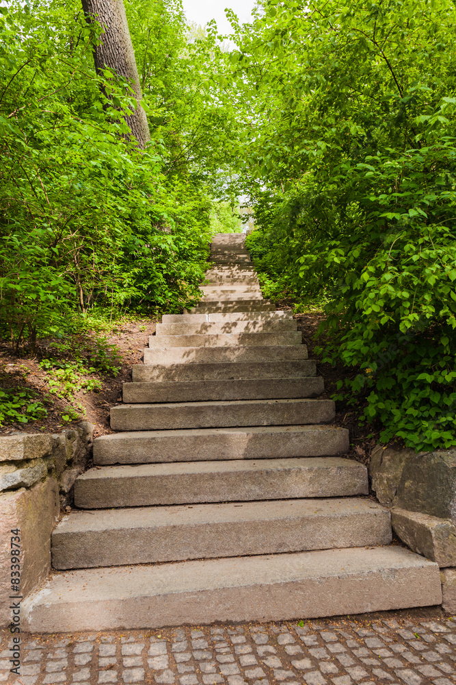 stone staircase with trees