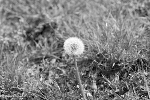 Dandelion   Dandelion on a meadow in black and white