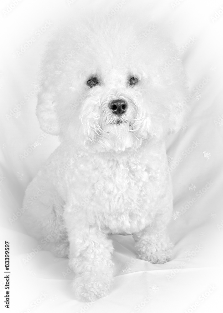 Bichon frise fluffy white dog 