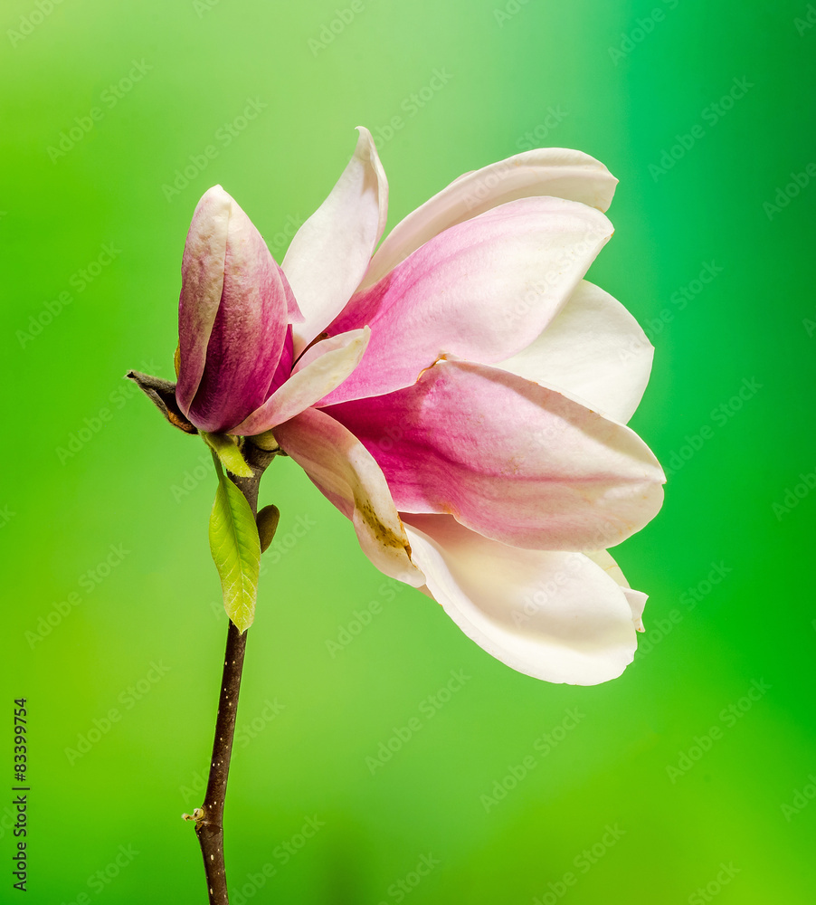 Fototapeta premium Pink, purple Magnolia branch flower, gradient background.
