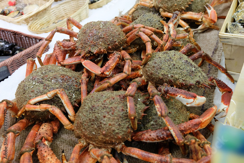 Photos Spider crabs for sale at French provincial market