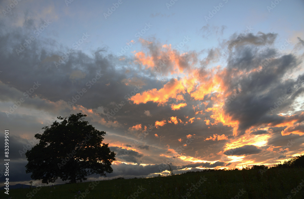 Fototapeta Oak at sunset