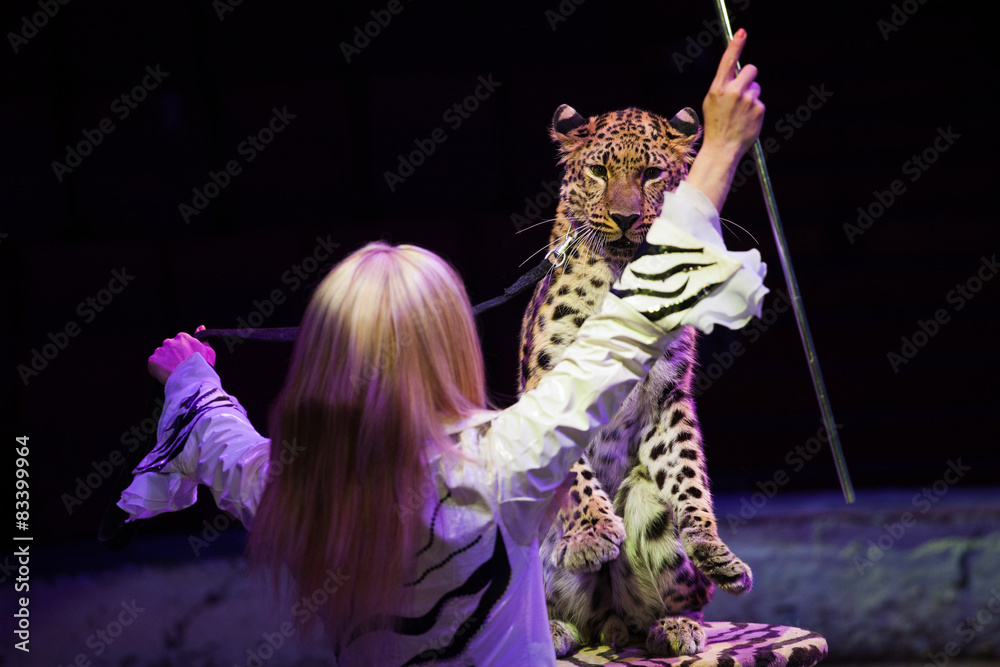 Obraz premium Дрессировщик в цирке и леопард