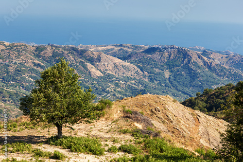 Chestnut tree in calabrian landscape