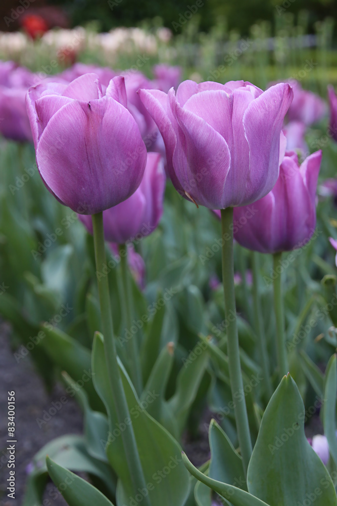 Beautiful violet tulip background.