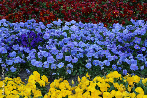 Flower bed with multicolored pansies