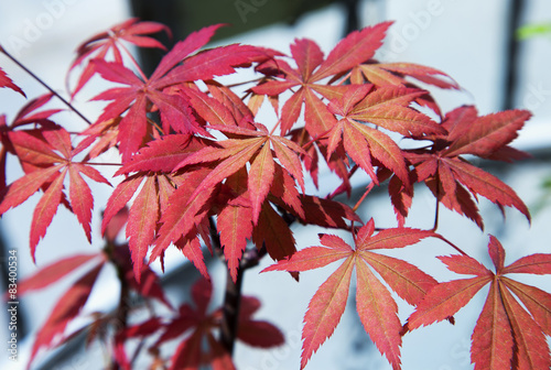 Acer palmatum