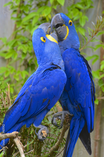 couple de perroquets ara hyacinthe