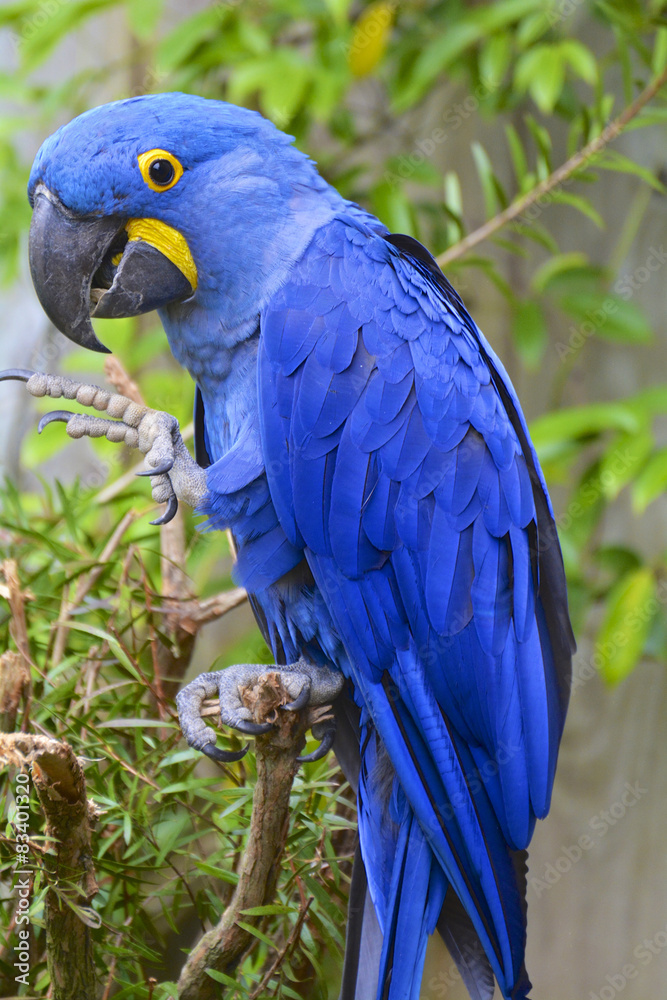Fototapeta premium papuga ara hiacyntowa