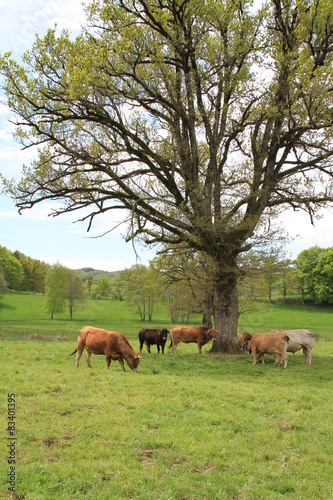 pâturage en Aubrac/2 © chanelle