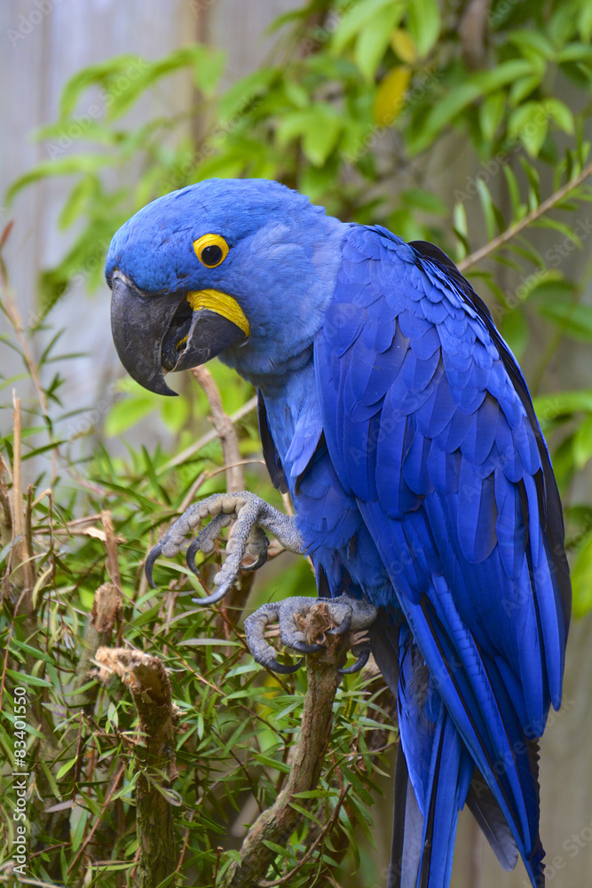 Fototapeta premium perroquet ara hyacinthe