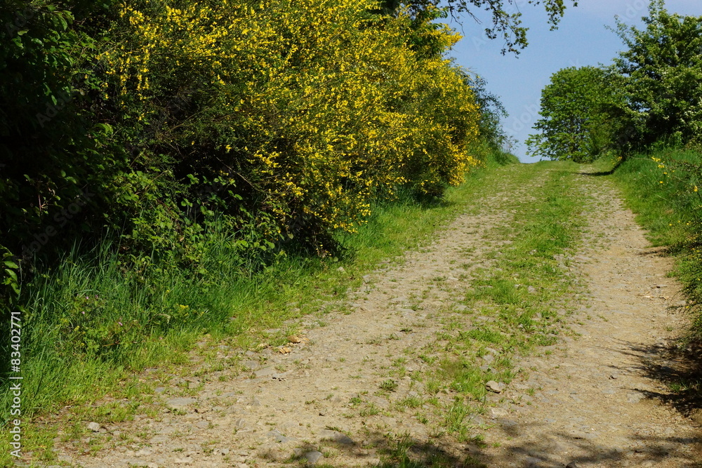 Fototapeta premium Ein Feldweg am Straßenrand mit grünen und gelben Sträuchern