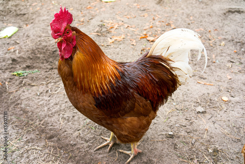 Beautiful Rooster on nature background. Free Range.