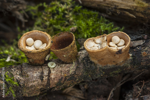 Crucibulum laeve , growing on a log photo