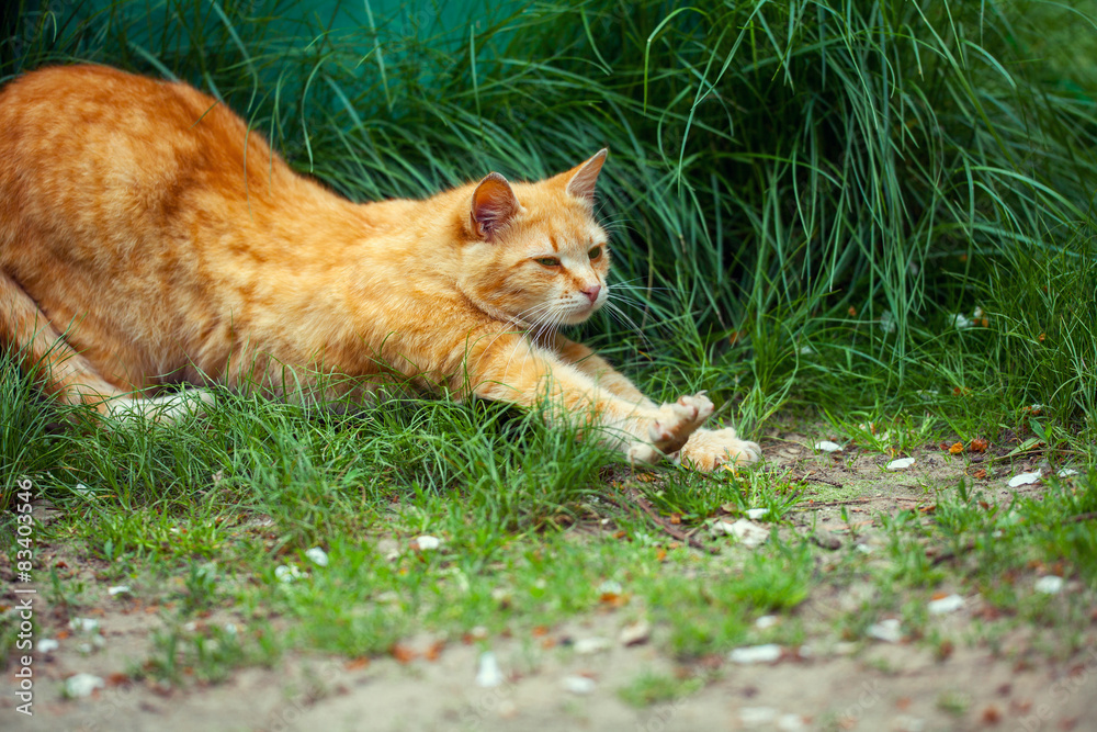 Ginger cat stretches on grass Ginger cat stretches on grass