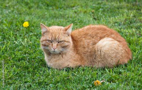 brown cat lying in the grass