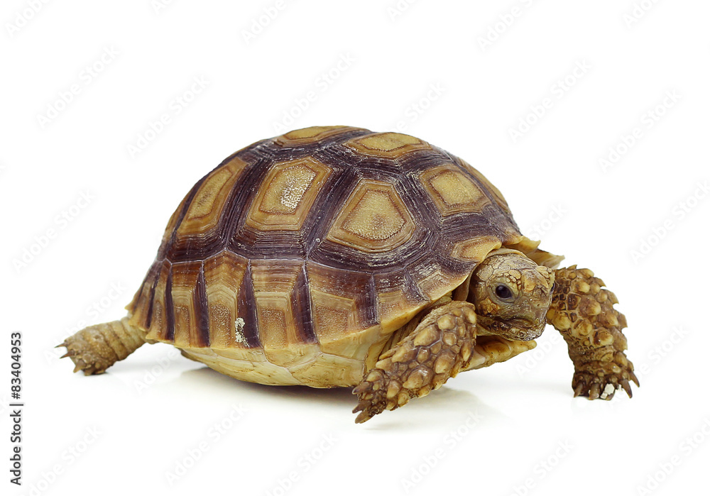 Obraz premium turtle on white background